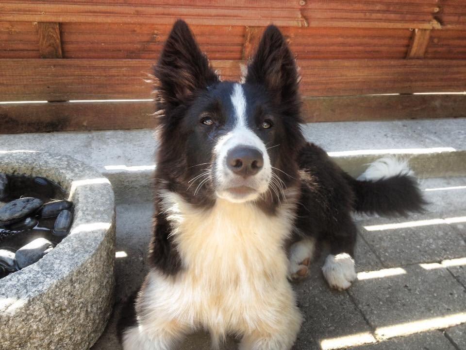 Border collie Beat billede 1