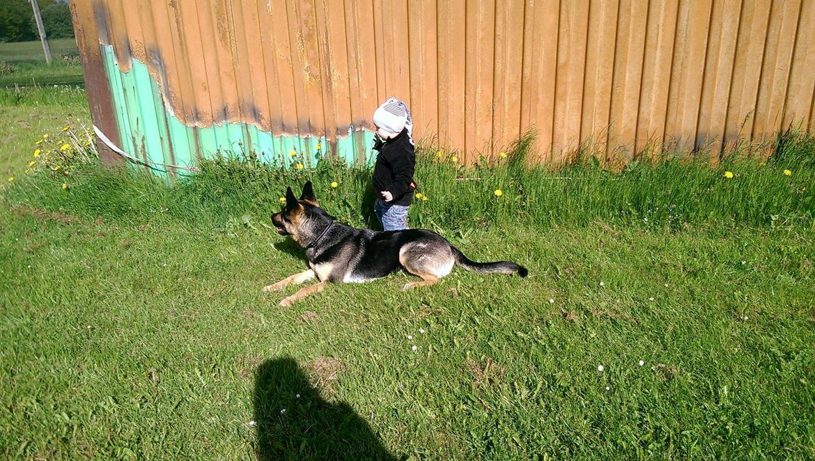 Schæferhund Juice 17/2-2011 - 7/9-2021 - Maj 2015 Klar til rondering med hundefører Spunk billede 19