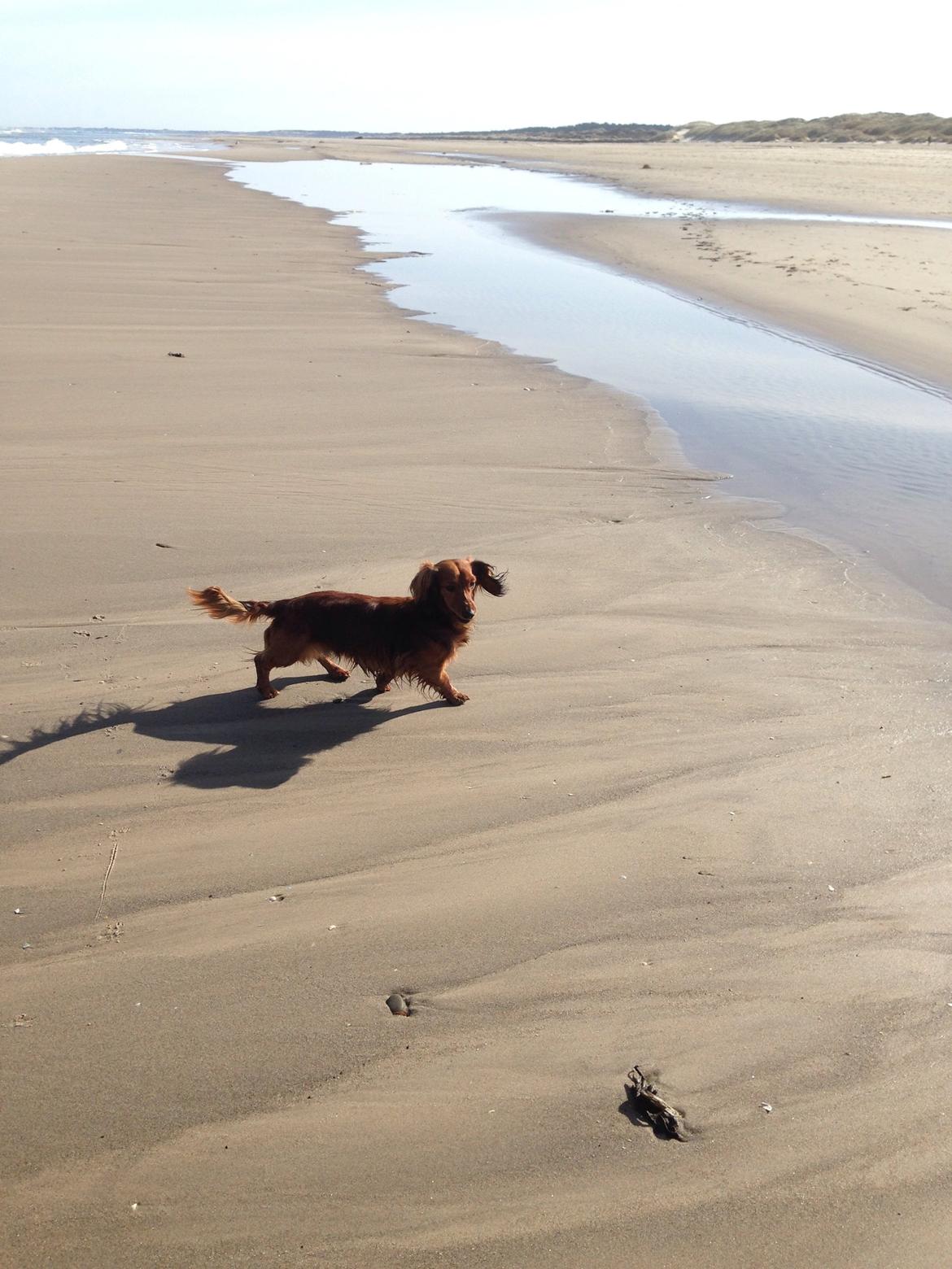 Dværggravhund Kalle billede 24