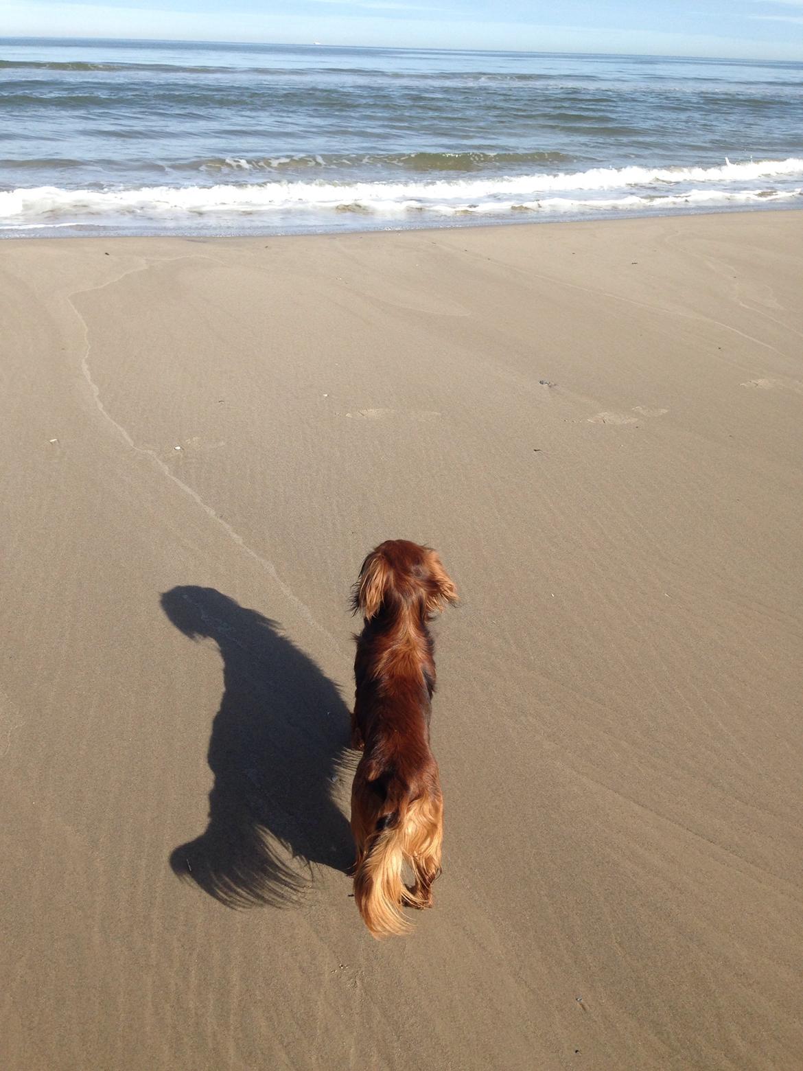 Dværggravhund Kalle billede 25