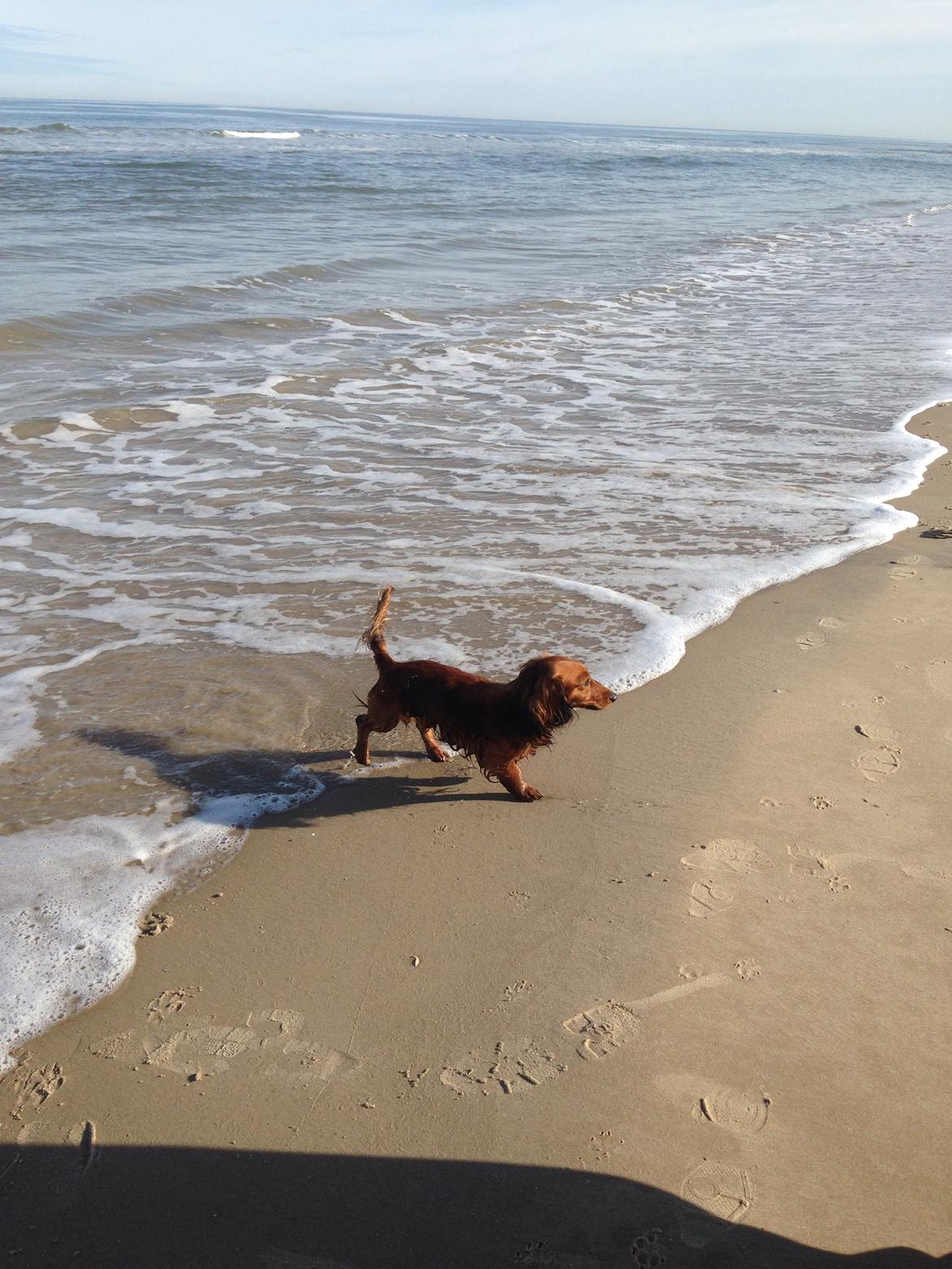 Dværggravhund Kalle billede 26