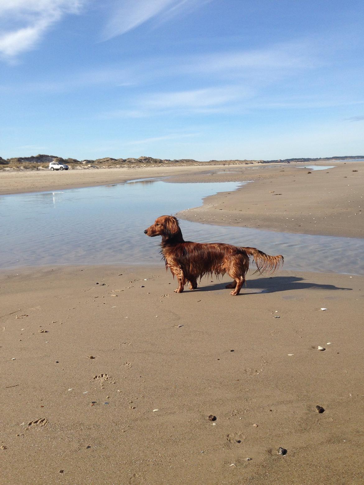 Dværggravhund Kalle billede 28