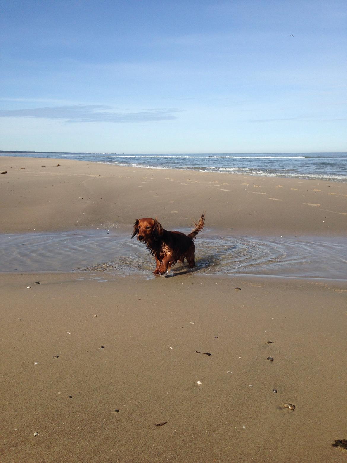 Dværggravhund Kalle billede 27