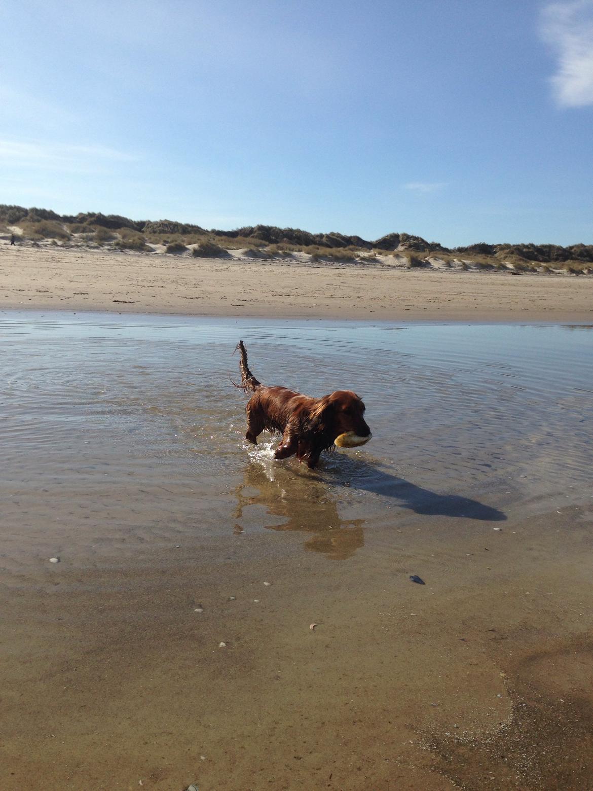 Dværggravhund Kalle billede 30