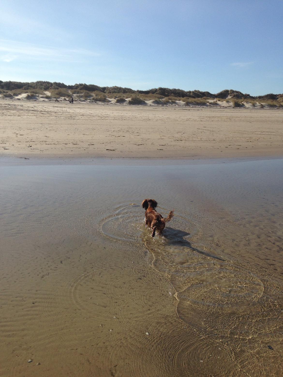 Dværggravhund Kalle billede 29