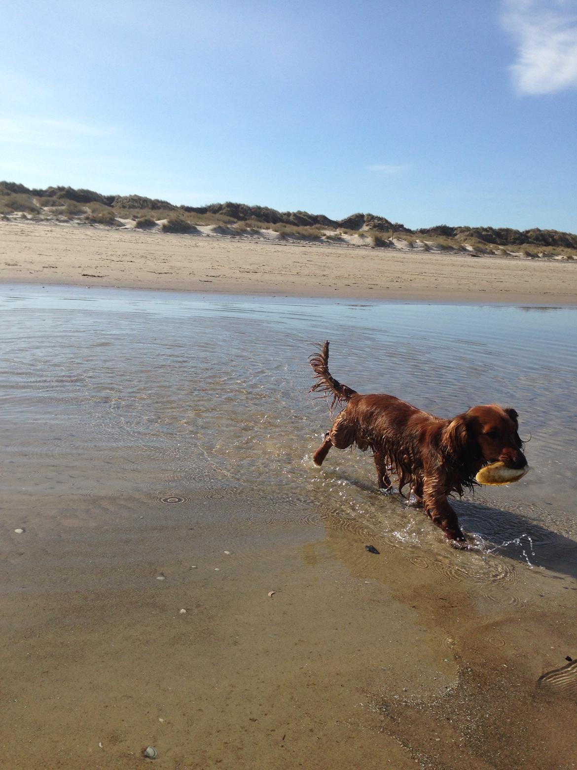 Dværggravhund Kalle billede 31