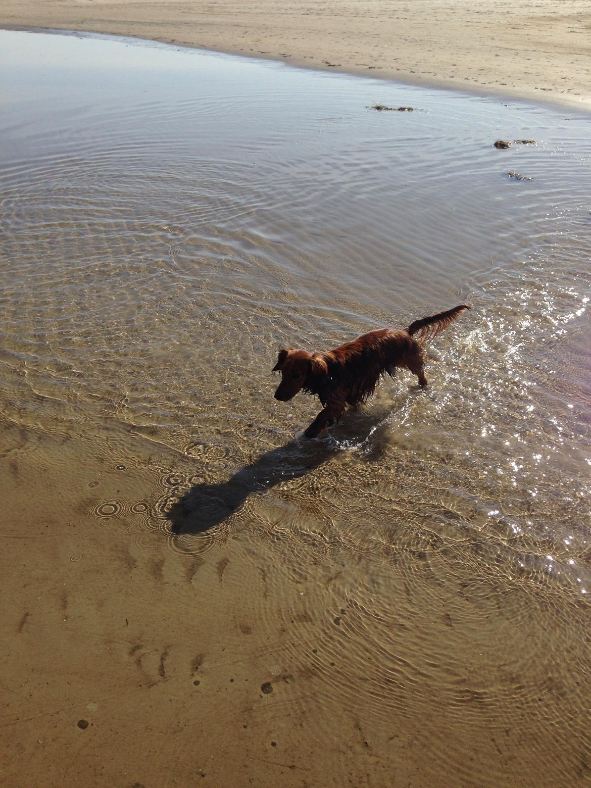 Dværggravhund Kalle billede 32