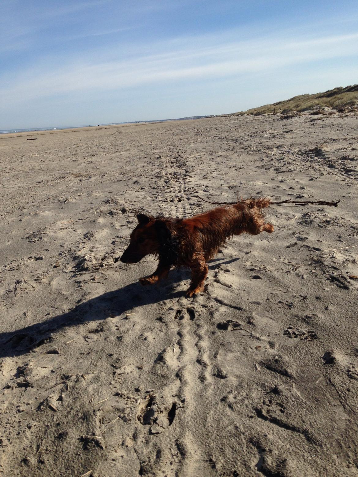 Dværggravhund Kalle billede 34