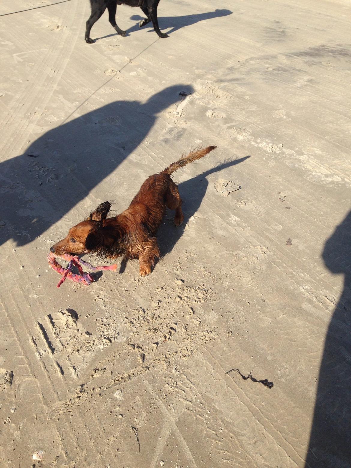 Dværggravhund Kalle billede 35