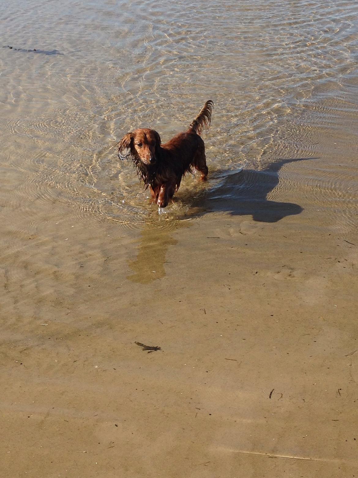 Dværggravhund Kalle billede 33