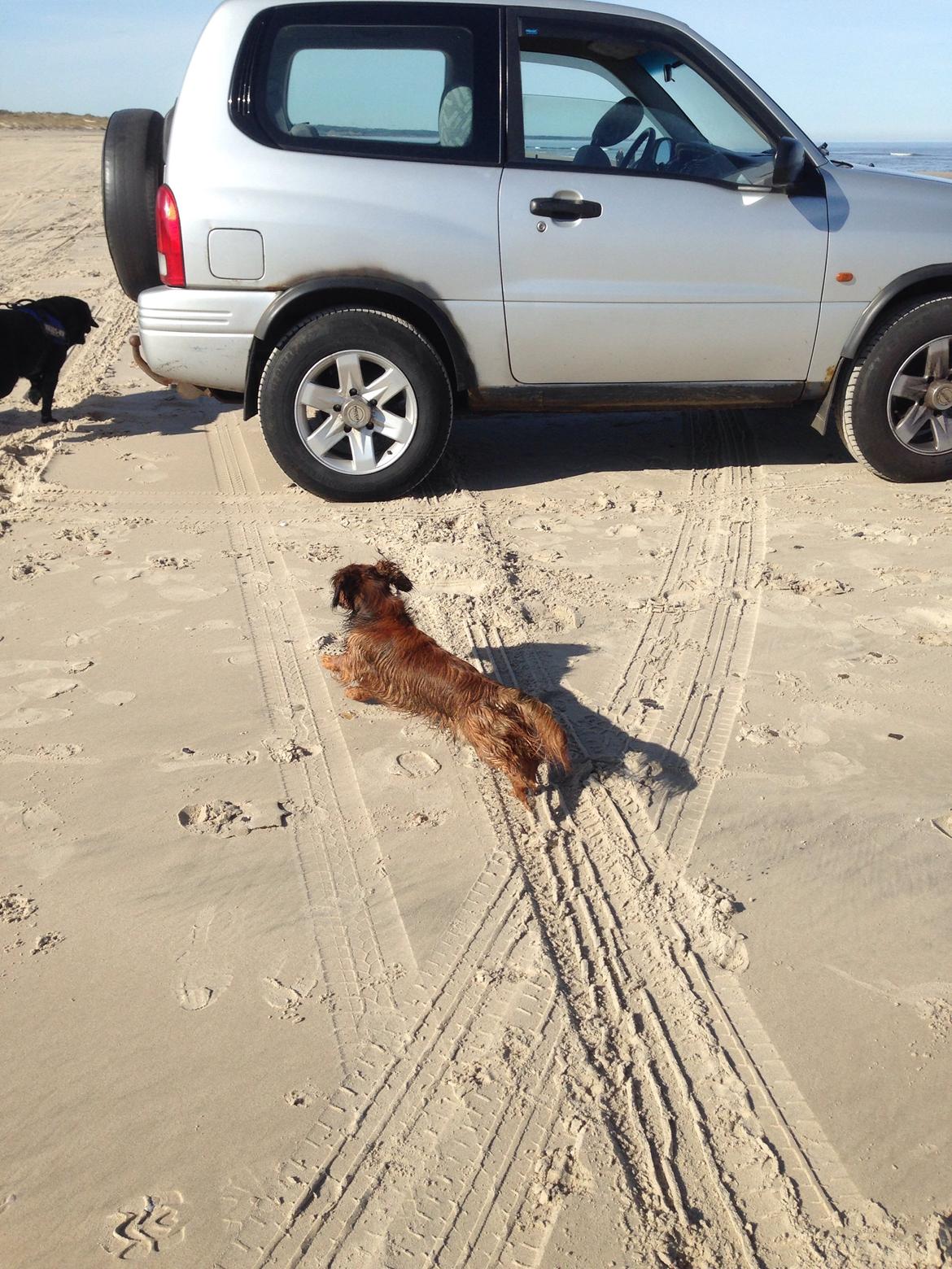 Dværggravhund Kalle billede 38