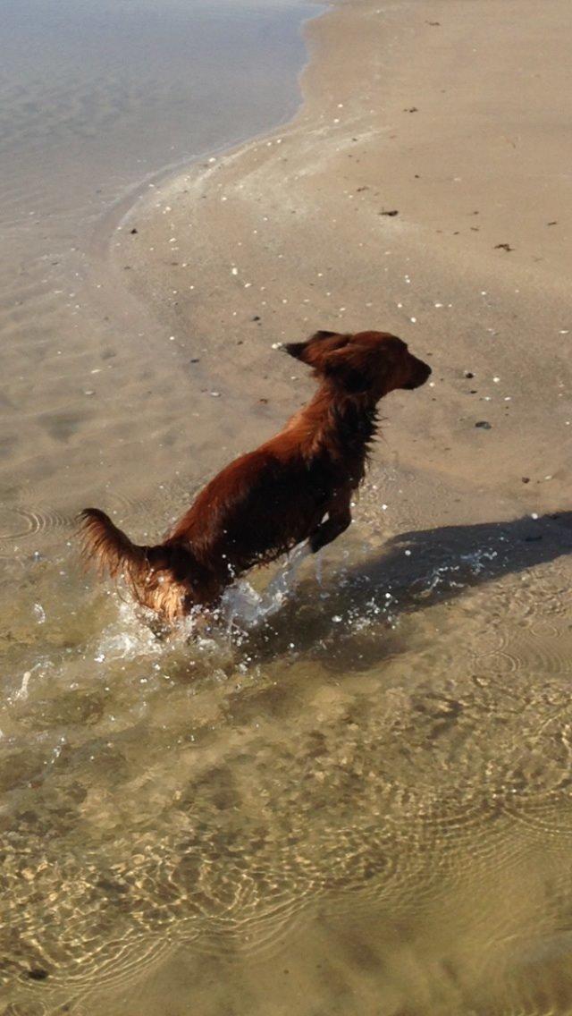 Dværggravhund Kalle billede 39