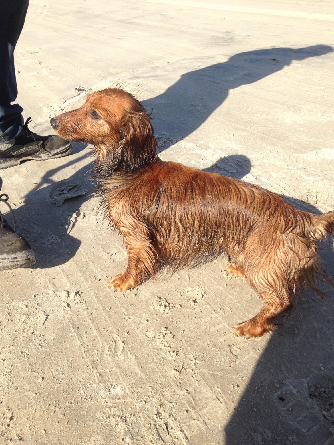 Dværggravhund Kalle billede 36