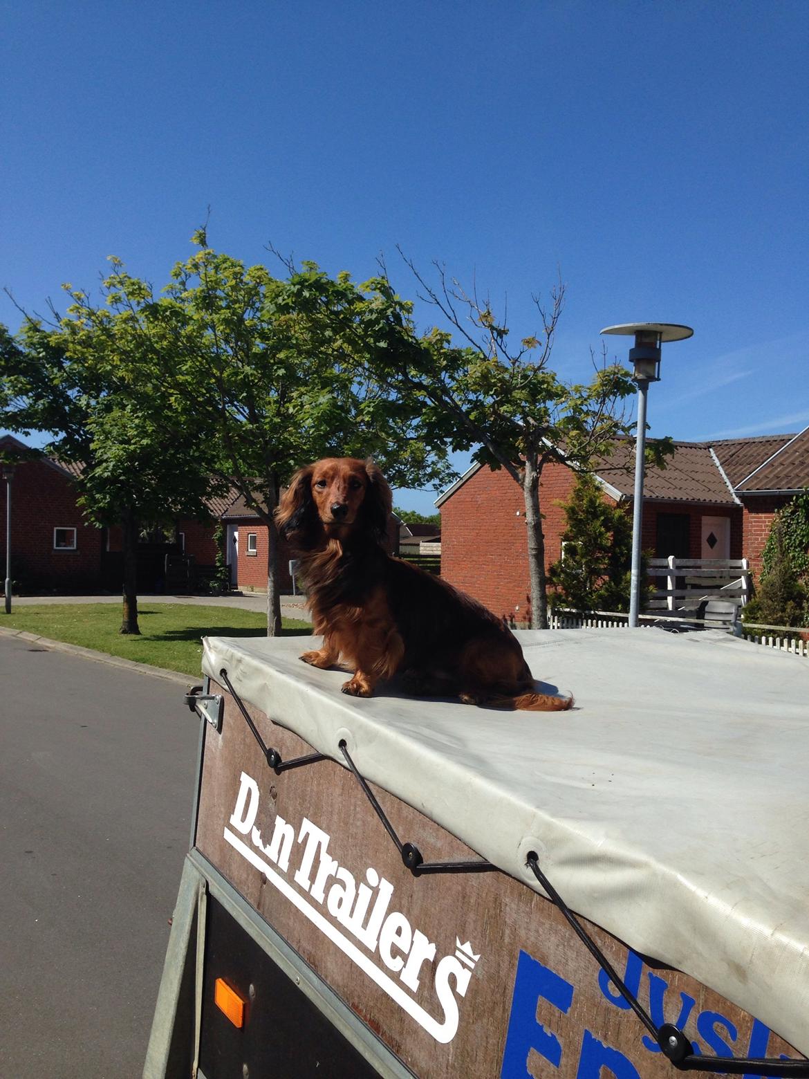 Dværggravhund Kalle billede 44