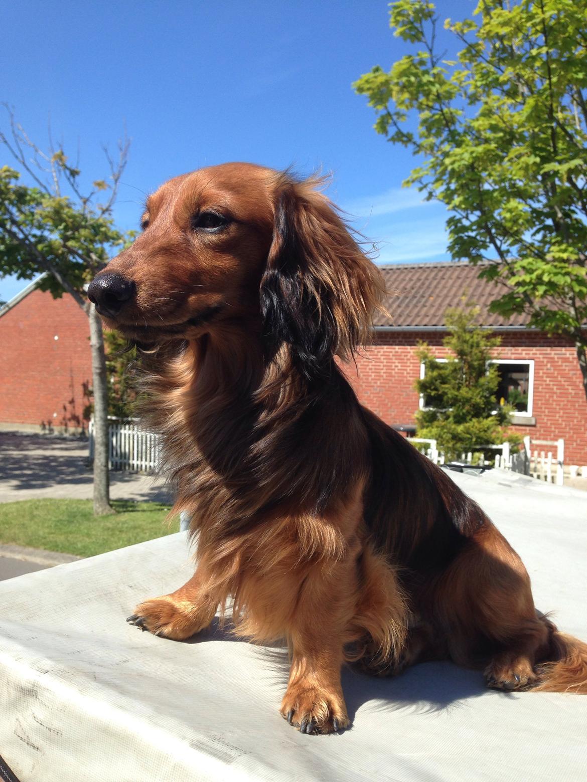 Dværggravhund Kalle billede 45