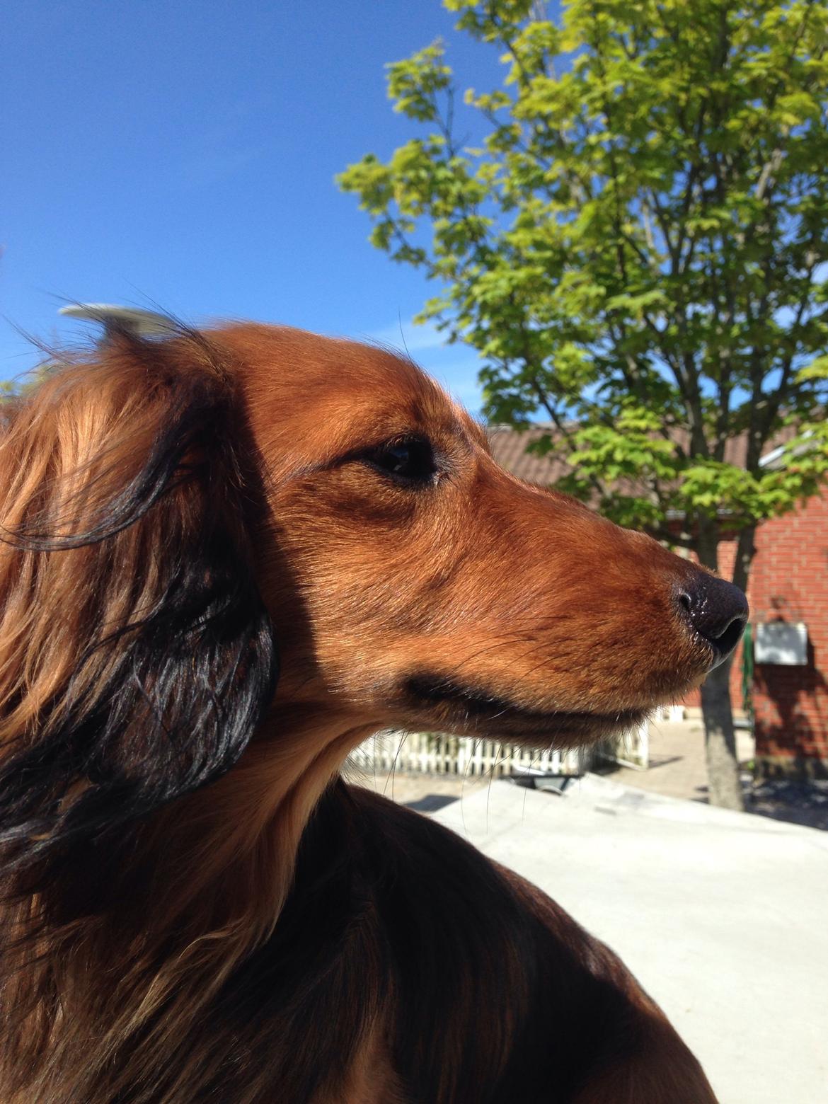 Dværggravhund Kalle billede 48