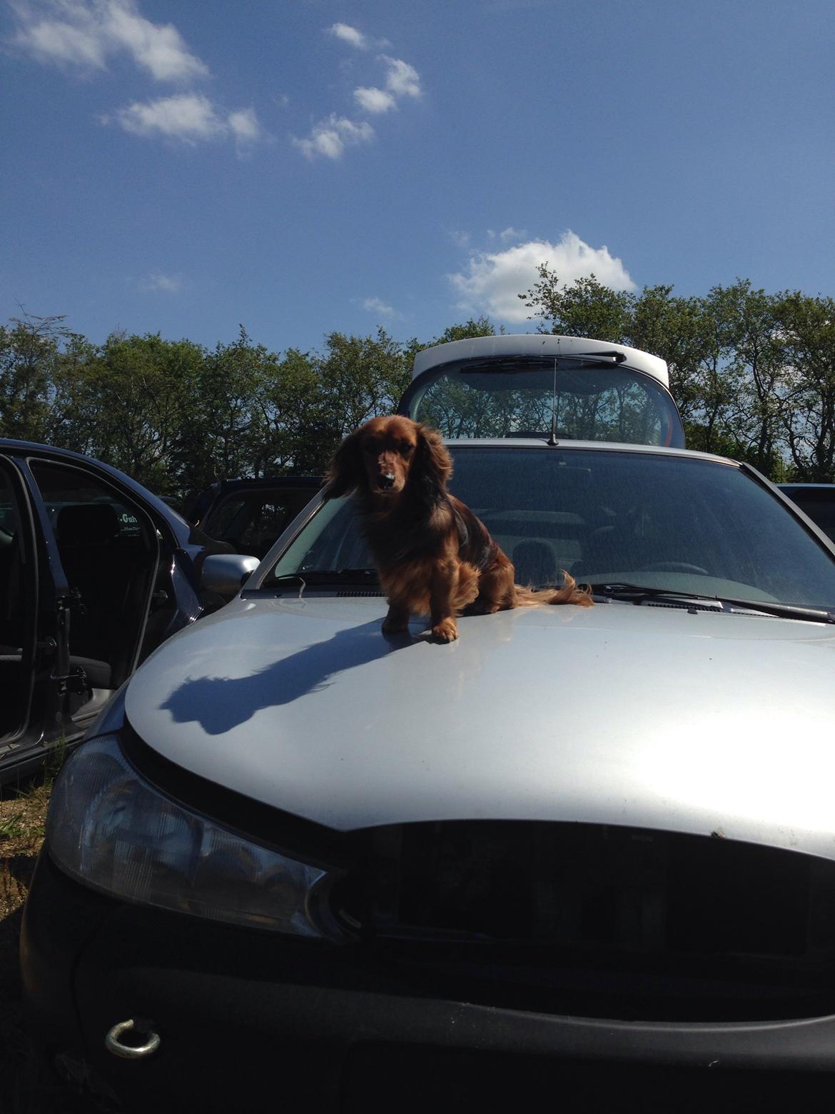 Dværggravhund Kalle billede 49