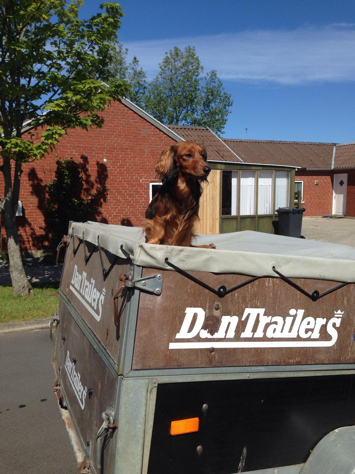 Dværggravhund Kalle billede 41