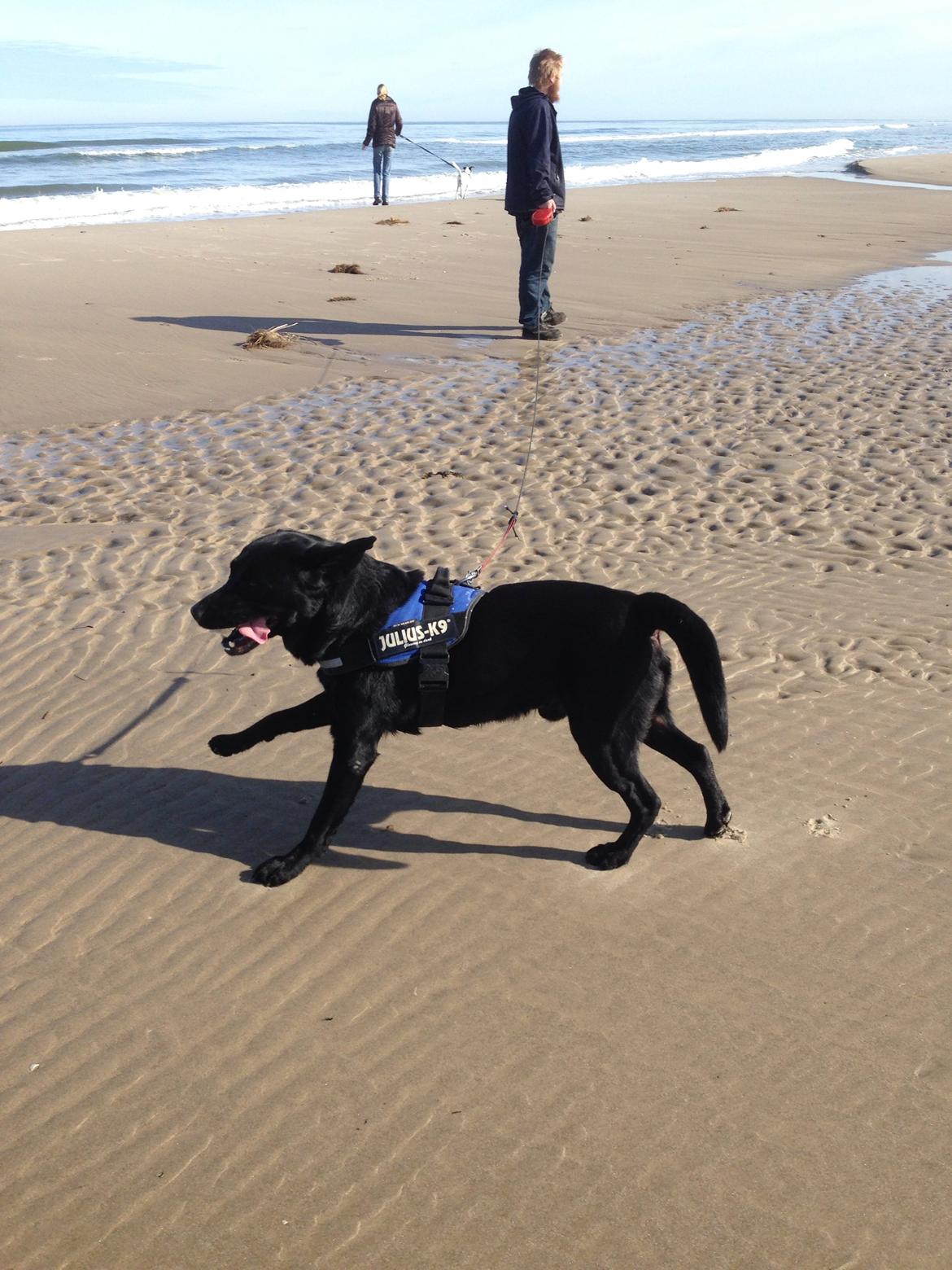 Labrador retriever Balou billede 21