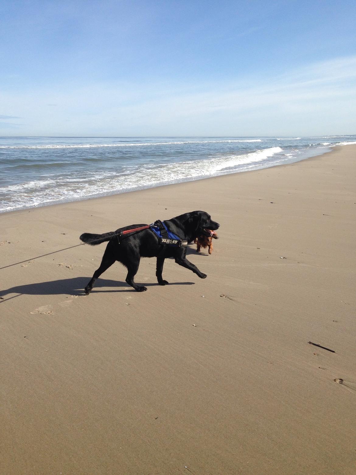 Labrador retriever Balou billede 23