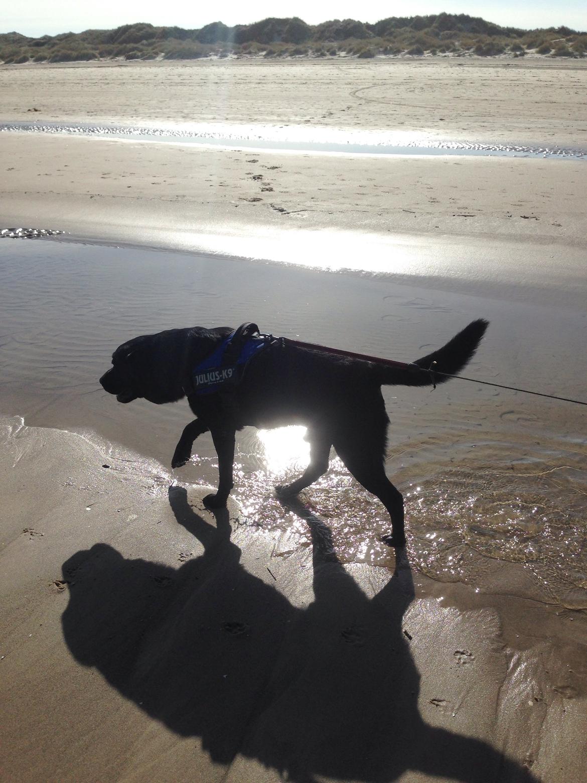 Labrador retriever Balou billede 24
