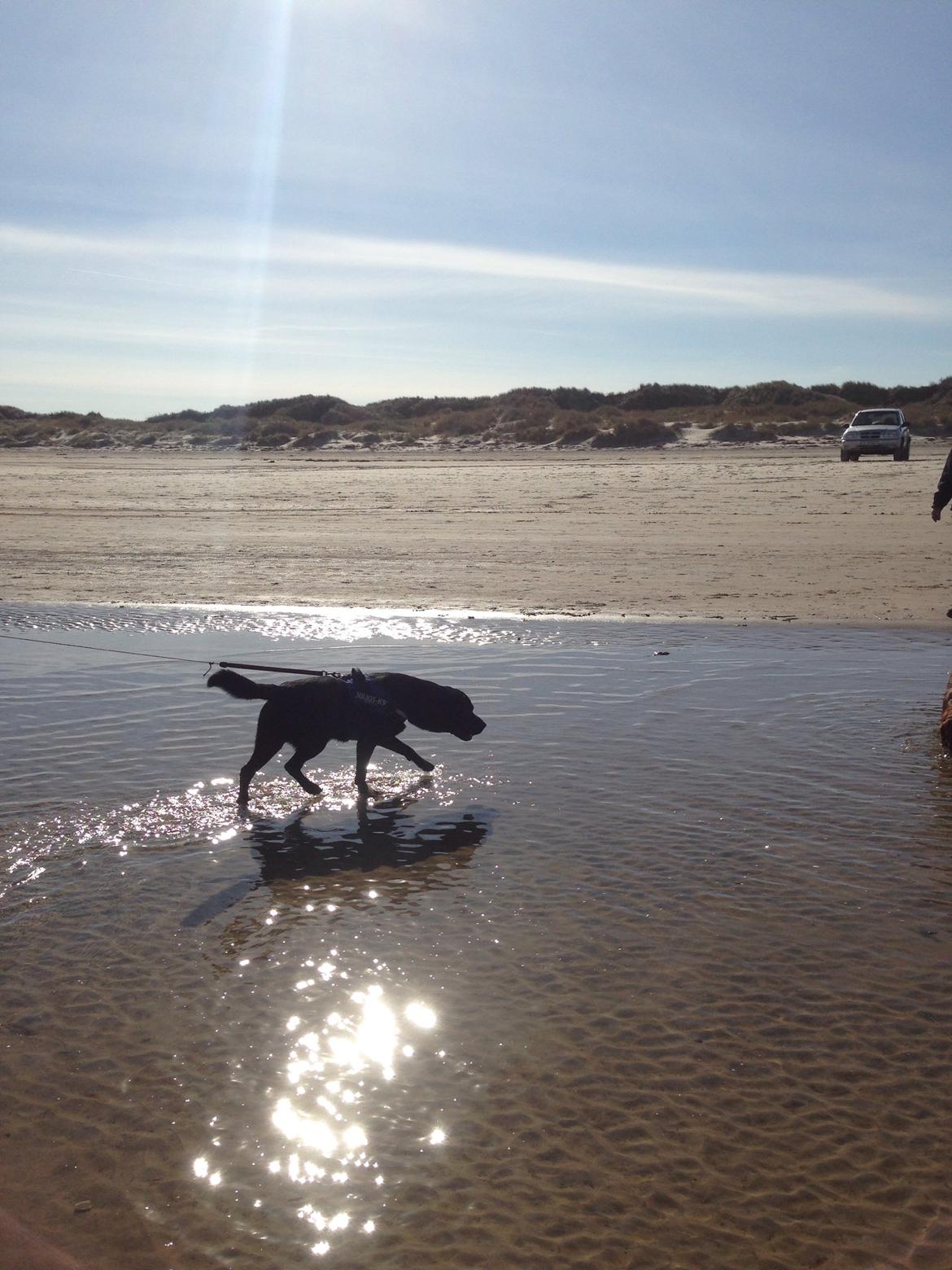 Labrador retriever Balou billede 27