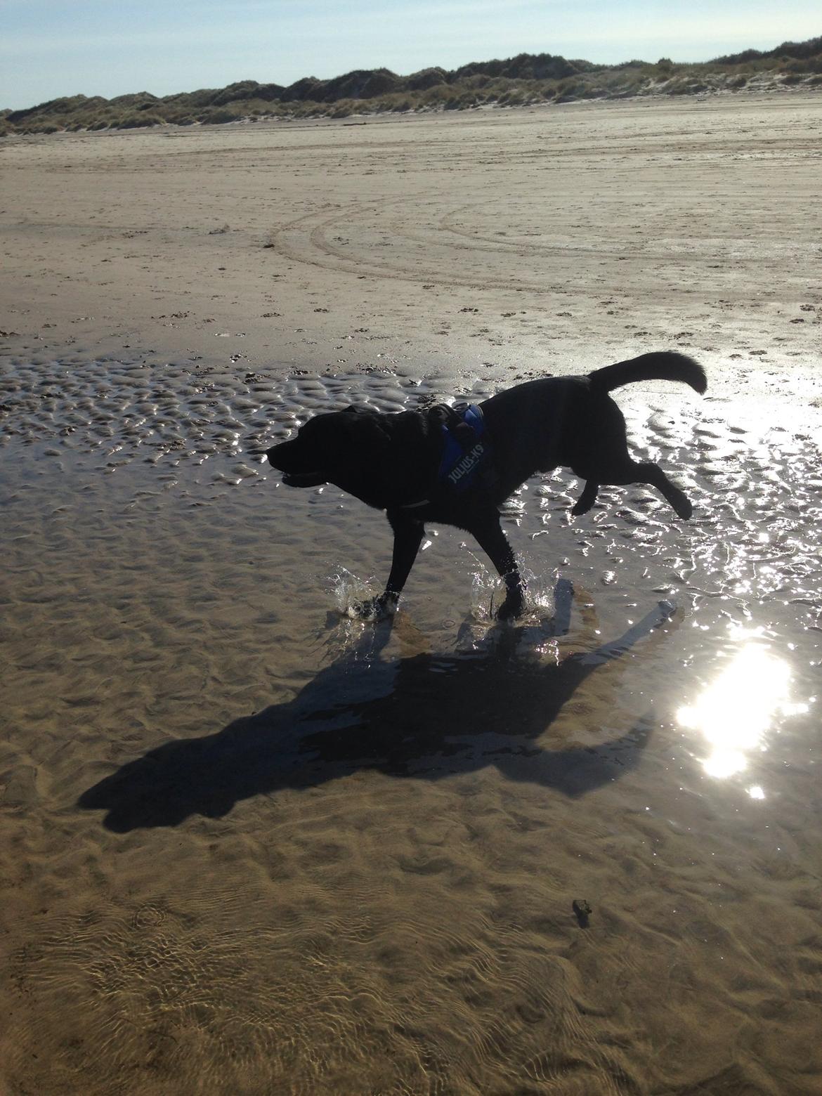 Labrador retriever Balou billede 30