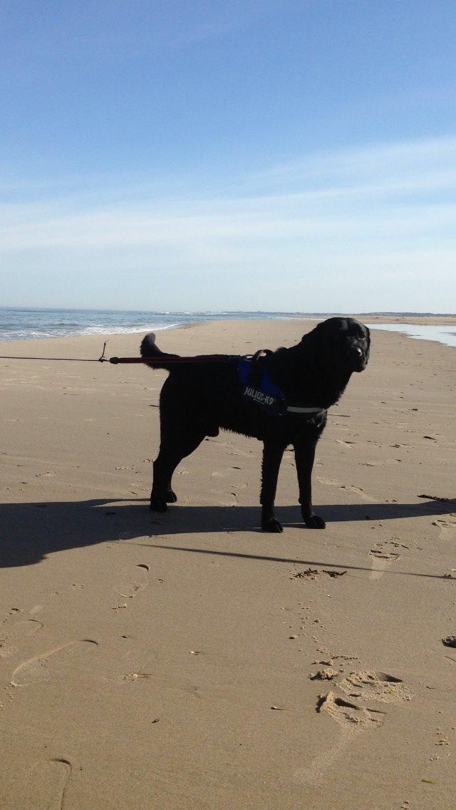 Labrador retriever Balou billede 37