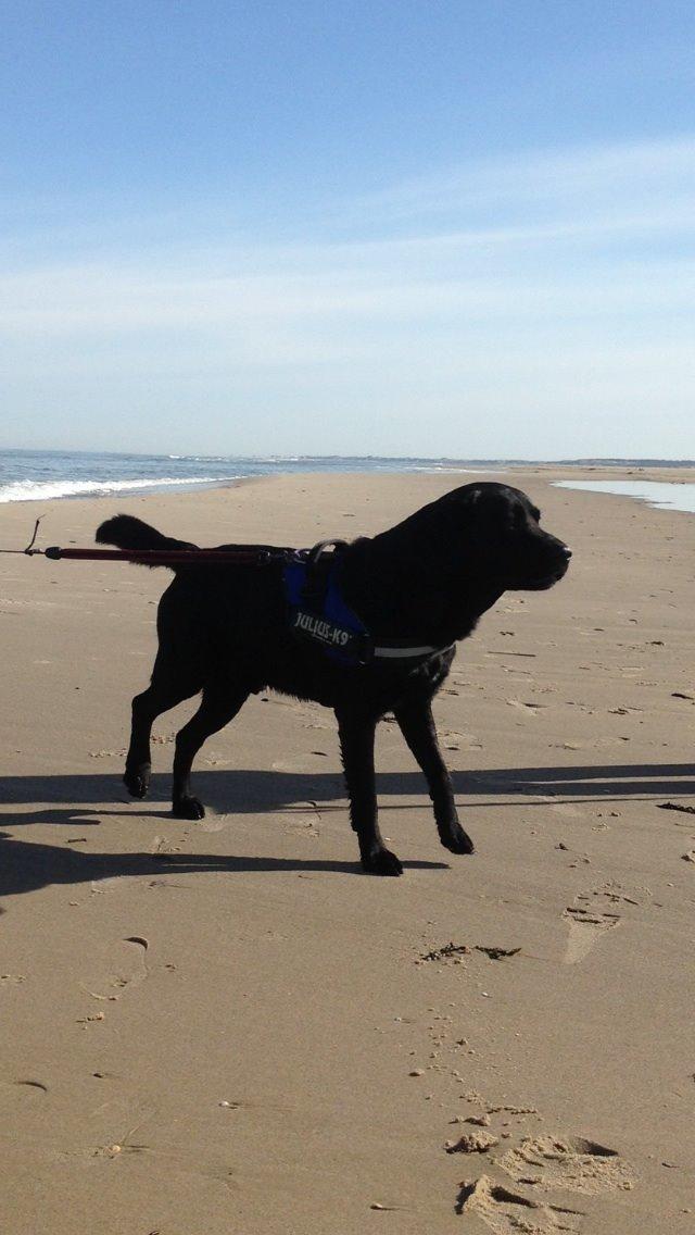 Labrador retriever Balou billede 38