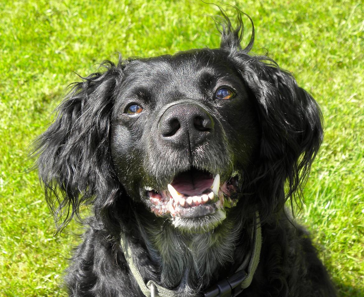 Breton Loke billede 3