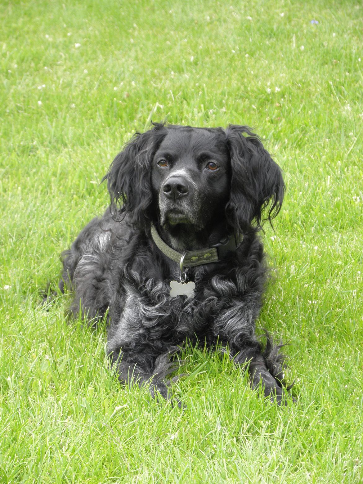 Breton Loke billede 1