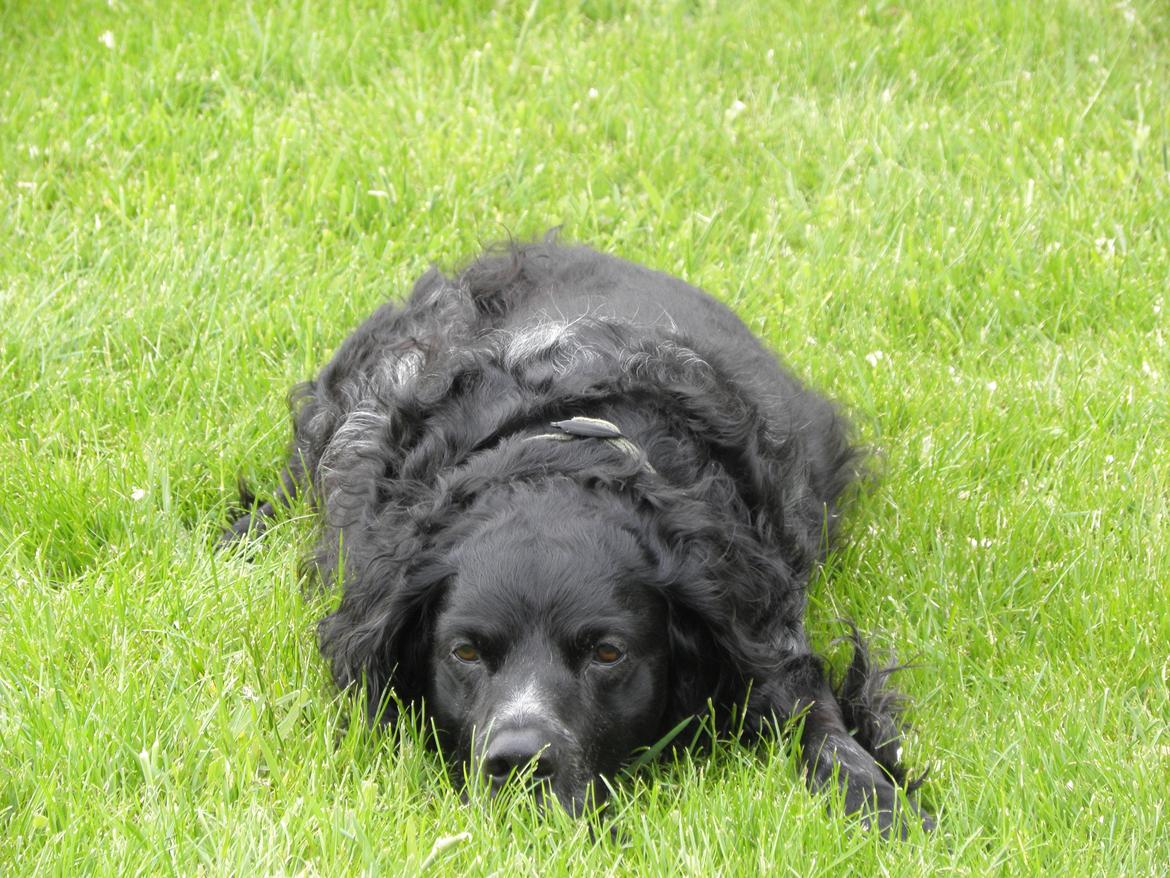 Breton Loke billede 13