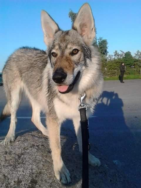 Tjekkoslovakisk ulvehund Zonta billede 1