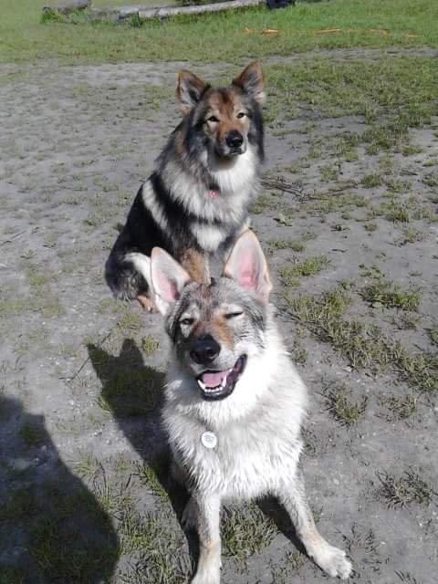 Tjekkoslovakisk ulvehund Zonta - Zonta og hendes storebror Roko(2 1/2år) fra samme kombination  billede 2