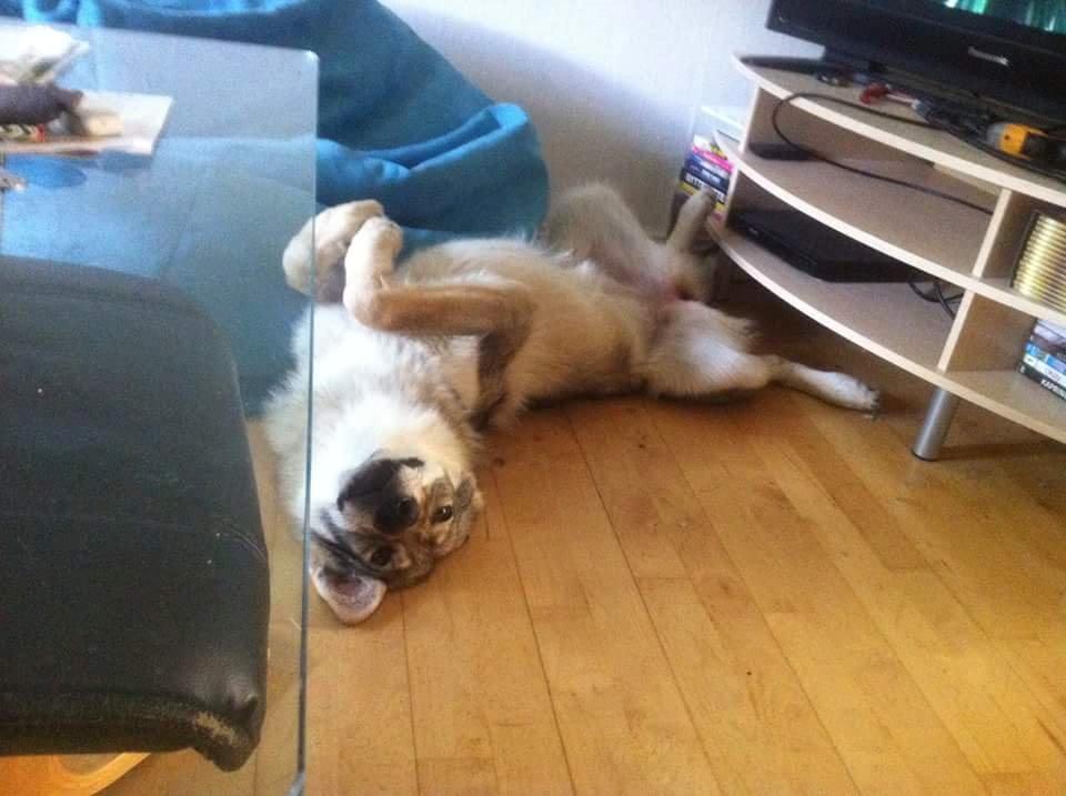 Tjekkoslovakisk ulvehund Zonta billede 3