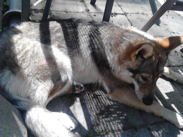 Tjekkoslovakisk ulvehund Zonta billede 5