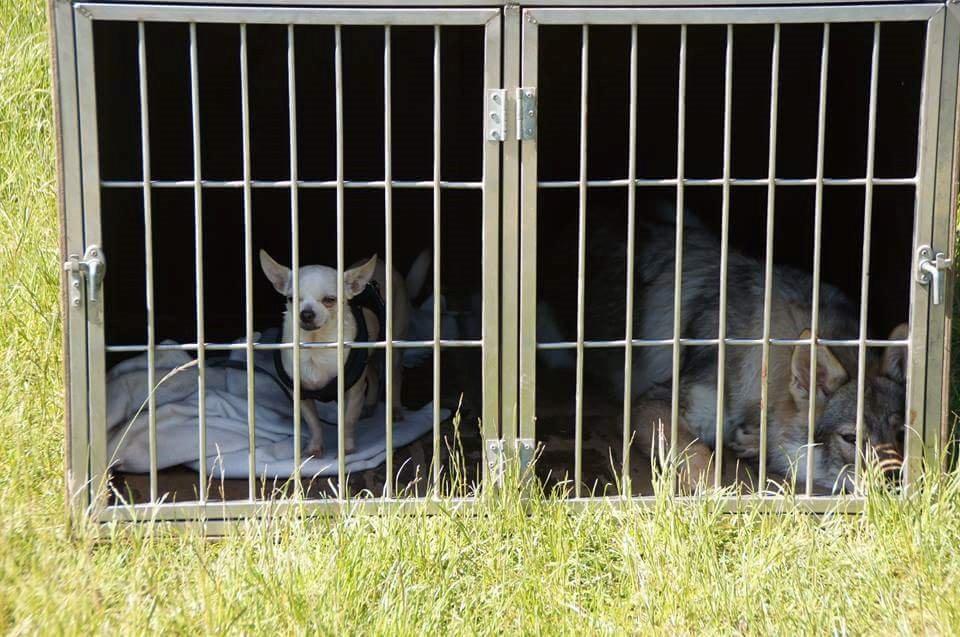 Tjekkoslovakisk ulvehund Zonta - Mine hunde <3 Charlie og Zonta billede 7