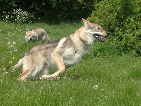Tjekkoslovakisk ulvehund Zonta billede 10