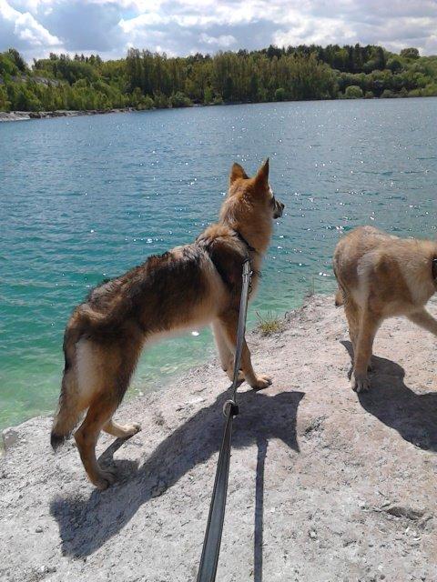 Tjekkoslovakisk ulvehund Zonta billede 11