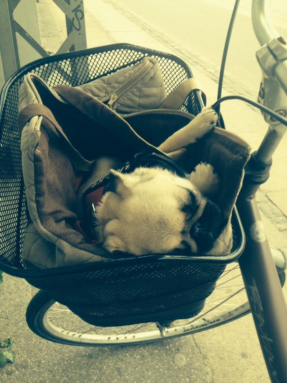 Mops Bodil billede 8