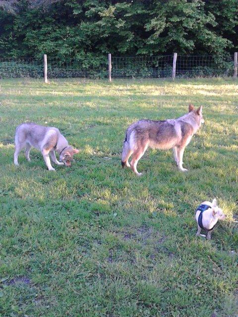 Tjekkoslovakisk ulvehund Zonta billede 14