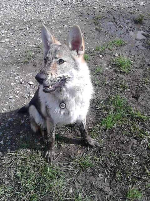 Tjekkoslovakisk ulvehund Zonta - Zonta når har det bedst..... Tjekkoslovakisk Muderhund billede 16