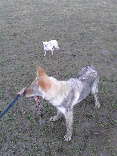 Tjekkoslovakisk ulvehund Zonta billede 17