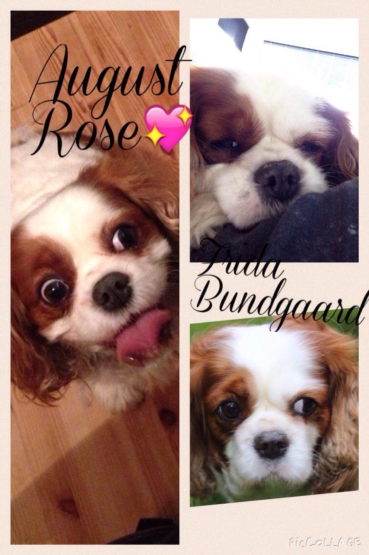 Cavalier king charles spaniel August Rose (Frida) billede 47