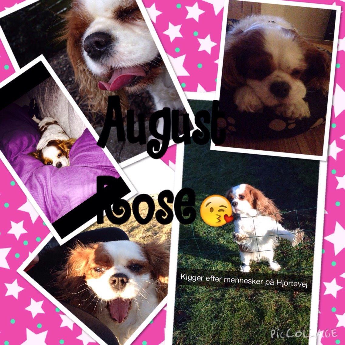 Cavalier king charles spaniel August Rose (Frida) billede 48