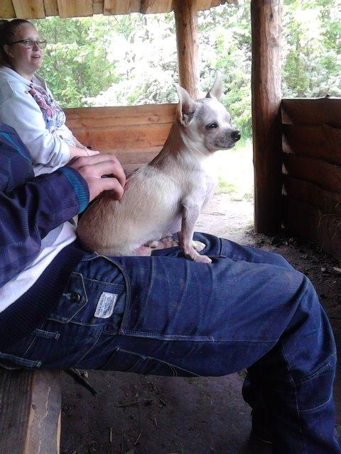 Chihuahua Charlie billede 1