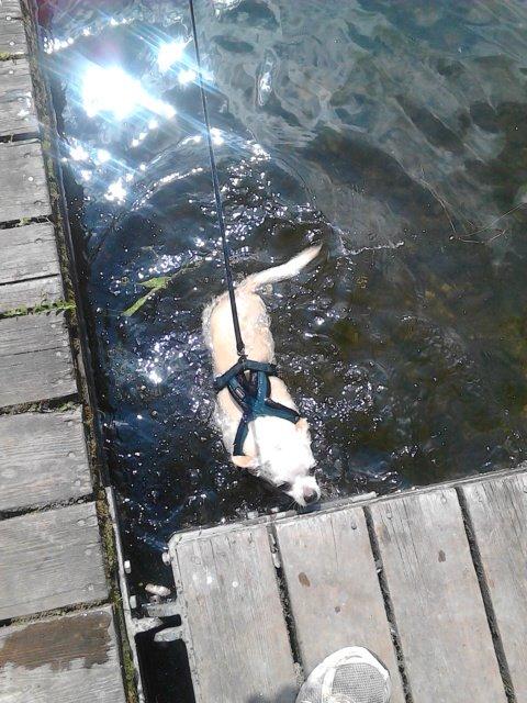 Chihuahua Charlie billede 2