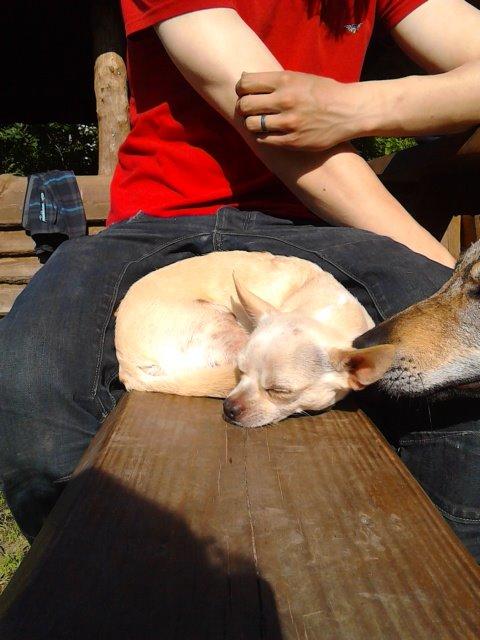 Chihuahua Charlie billede 3