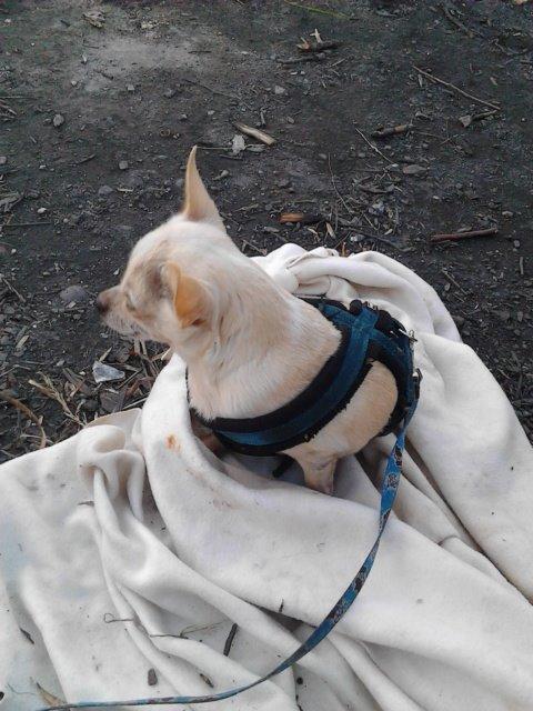 Chihuahua Charlie billede 4