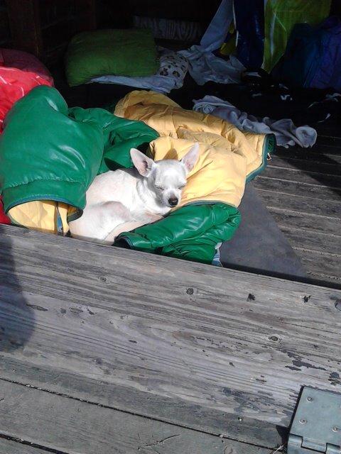 Chihuahua Charlie billede 5